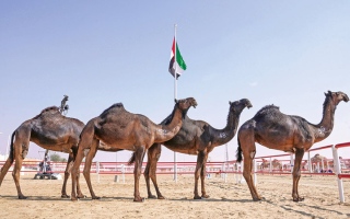 الصورة: مهرجان الظفرة الـ 19.. يحتفي بمكانة الإبل في الثقافة الإماراتية&nbsp; &nbsp; &nbsp;