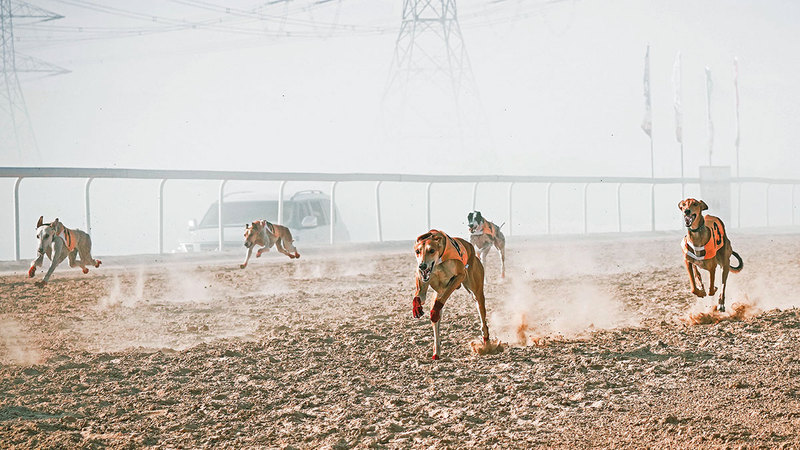سباق السلوقي ومزاينة السلوقي العربي من أبرز فعاليات المهرجان. من المصدر  &nbsp;