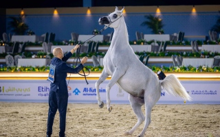 الصورة: حضور جماهيري كبير في اليوم الأول من بطولة عجمان لجمال الخيل العربي