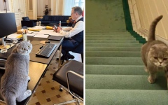 الصورة: &laquo;ماكسيموس&raquo;.. قط يخطف الأضواء في السياسة البلجيكية