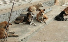 الصورة: 12 مليون كلب ضال يؤرقون المصريين.. والحكومة تتدخل لإنهاء "الكابوس"