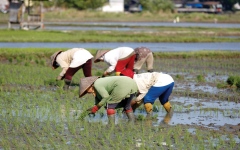 الصورة: إندونيسيا تعزز الاكتفاء الذاتي من الأرز