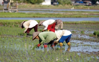 الصورة: إندونيسيا تعزز الاكتفاء الذاتي من الأرز
