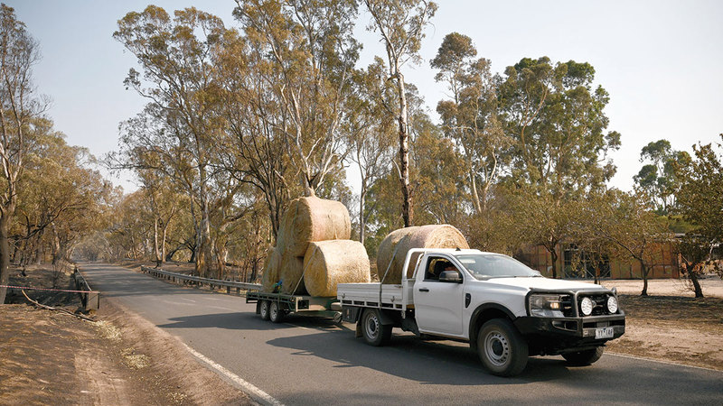شاحنة تنقل العشب الجاف إلى المناطق المتضررة. إي.بي.إيه