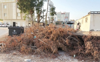 الصورة: أشجار متساقطة