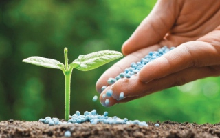 الصورة: باحثون في جامعة خليفة يطورون أليافاً تحول التربة الرملية إلى أرض خصبة