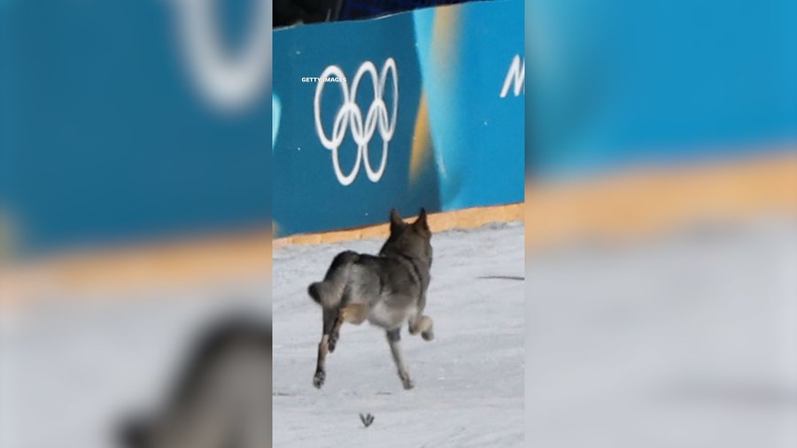 كلب يقتحم سباق التزلج بدورة الألعاب الأولمبية الشتوية (فيديو)