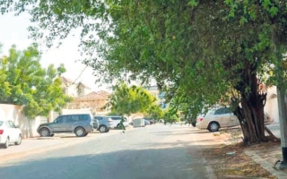 الصورة: أشجار مردف