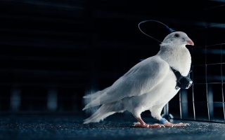 الصورة: الحمامة الجاسوسة في الطريق بنسبة نجاح 100%.. هذه الدولة تجندها كما في الخيال العلمي