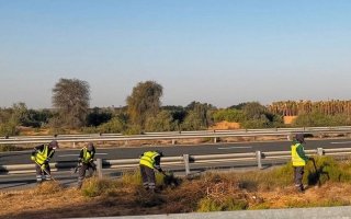 الصورة: حشائش وشجيرات  &nbsp;