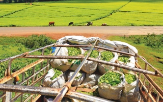 الصورة: خبراء يحذّرون: شركات تقنية وزراعية &laquo;تعبث&raquo; بالنظام الغذائي العالمي
