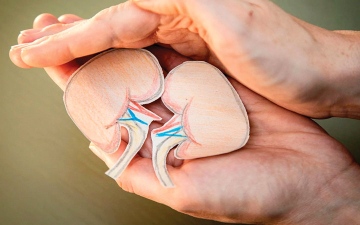 الصورة: الغذاء المتوازن في المقدمة.. تدابير مهمة لتعزيز صحة الكلى