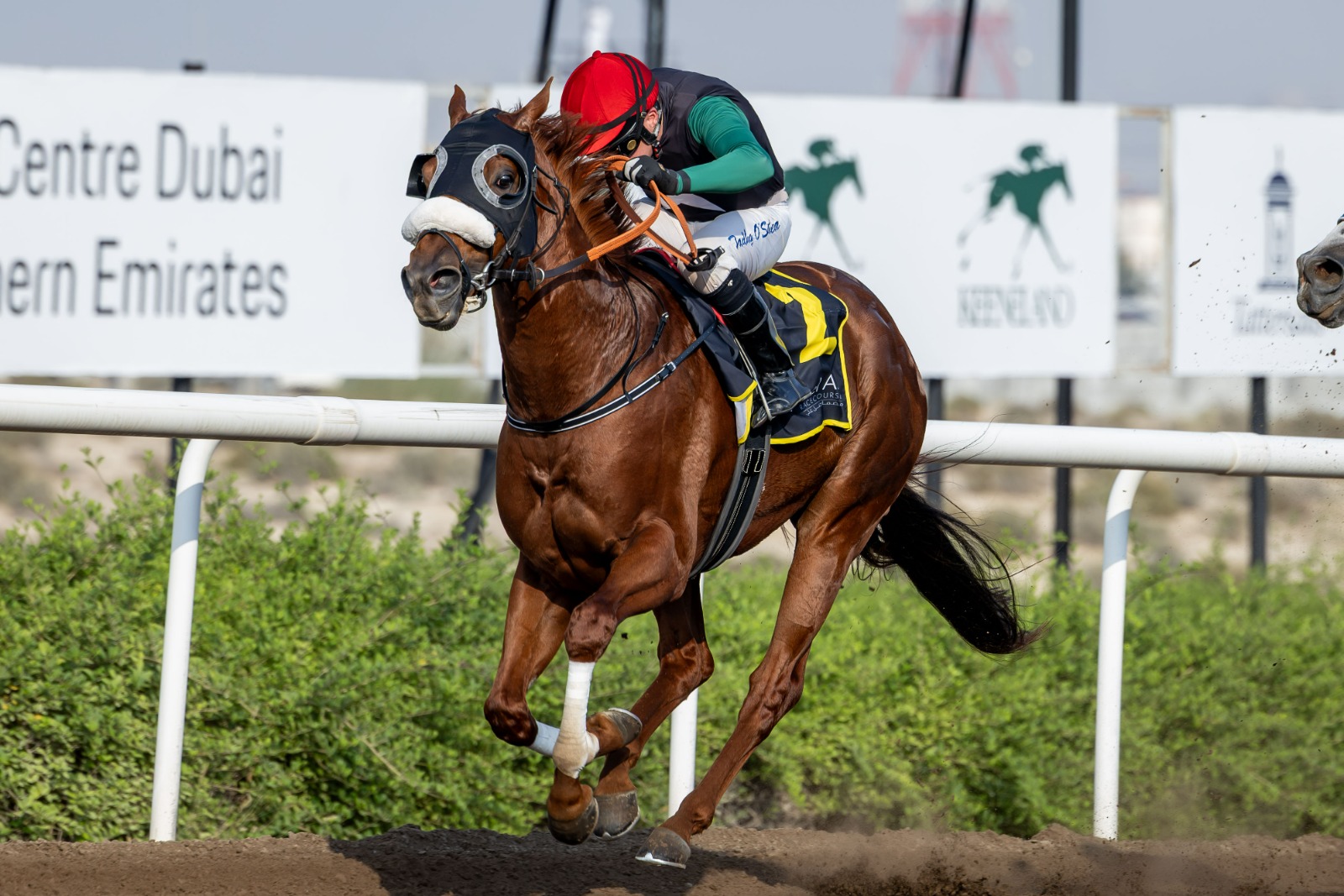 «زاندفورت» بطل «كأس كينلاند» في ختام موسم مضمار «جبل علي»