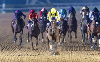 الصورة: نخبة الخيول تتأهب لـ &laquo;كأس دبي العالمي 2026&raquo;