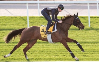 الصورة: &laquo;سيرفي&raquo; تتحدى المنافسين في &laquo;شيما كلاسيك&raquo;