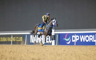 الصورة: دي أنجيلو يطارد أول فوز في كأس دبي العالمي بالجواد &laquo;بنتورناتو&raquo;