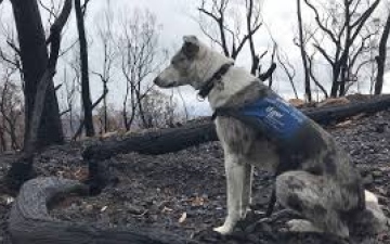 الصورة: الكلب" البطل" والمنقذ لـ 100 كوالا من حرائق أستراليا يحال للتقاعد