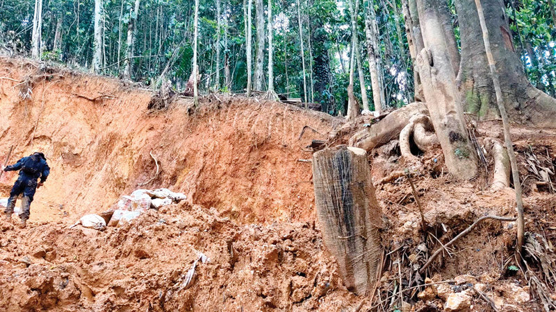 السلطات المحلية في منطقة كروكيتاس غير قادرة على التصدي لعمليات قطع الأشجار والتنقيب  غير القانونية. من المصدر