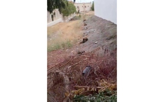 الصورة: حشائش &nbsp;&nbsp;