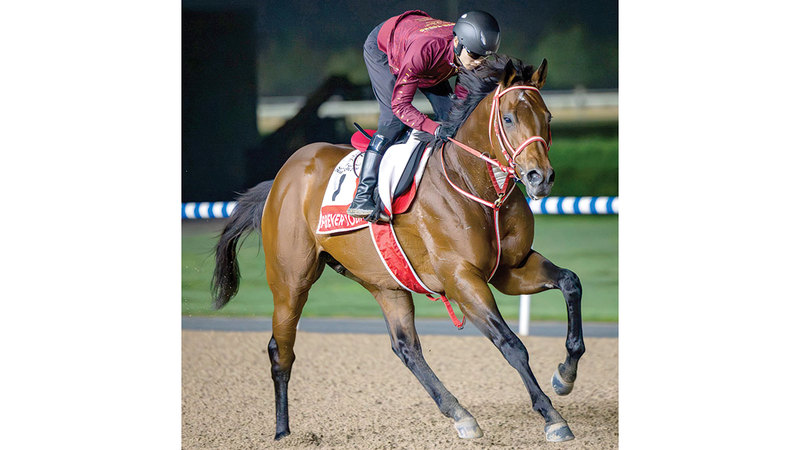 الجواد الياباني &laquo;فوريفر يونغ&raquo; يُجري تدريباته الأخيرة على مضمار &laquo;ميدان&raquo;. من المصدر