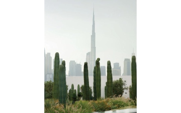 الصورة: صبّار دبي.. وشموخها