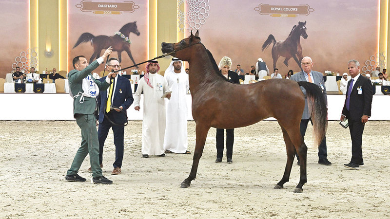 تنظيم استثنائي ومشاركة دولية.. دبي تعزز سمعة بطولة الجواد العربي