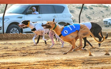الصورة: &laquo;بطولة السلق&raquo; تجمع عشاق التراث في المرموم