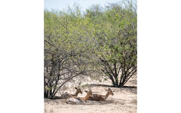 الصورة: غزلان المرموم في دار الأمان