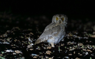 الصورة: إنقاذ وإطلاق بومة الأشجار المخططة من الوريعة في الفجيرة