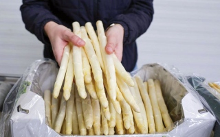 الصورة: الهليون.. صيدلية فيتامينات متكاملة