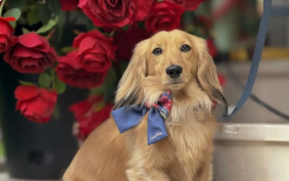 الصورة: يجني آلاف الدولارات شهرياً .. كلب مشهور على "إنستغرام" يصبح "المعيل الرئيسي" لأسرة بريطانية