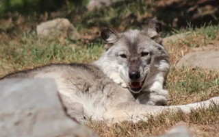 الصورة: انشغل الوالدان بهاتفيهما في حديقة الحيوانات فعضَّ الذئب طفلهما