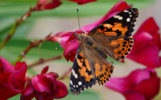 الصورة: الفراشات تقطع المحيط الأطلسي دون توقف .. وقد تطير في رحلة واحدة 15 ألف كيلومتر