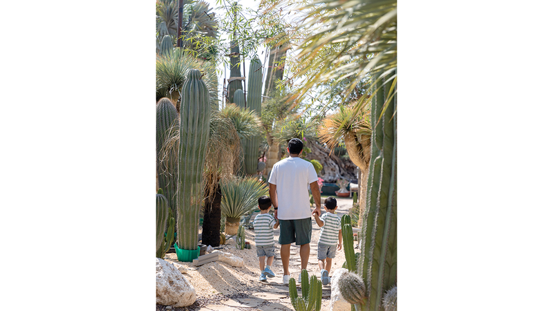 وزن بعض الأشجار المعمرة يكون بالأطنان. تصوير: شيماء محمد