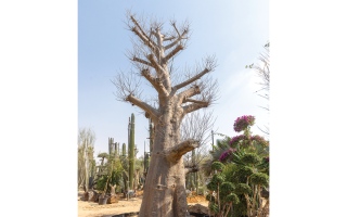 الصورة: رحلة أشجار عملاقة إلى دبي.. بصمات الزمن منقوشة على جذوعها