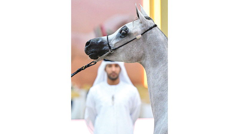 بطولة دبي الدولية للجواد العربي شارك فيها 155 خيلاً من 12 دولة. تصوير: باتريك كاستيلو