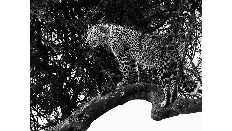 من لقطات المصوِّرة الإماراتية.