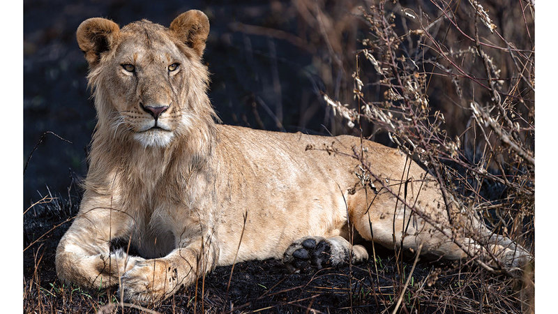 بعدسة سعاد السويدي.