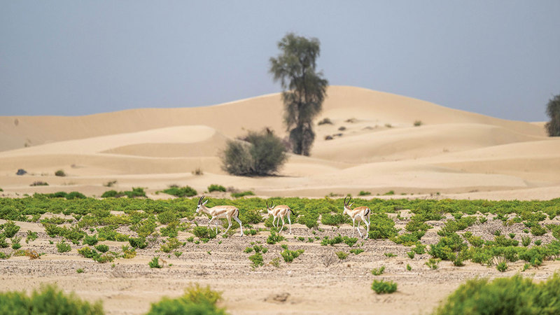 مع كل موسم مطر تتجدد الحياة في براري الإمارات لتؤكد الطبيعة قدرتها على العطاء. تصوير: يوسف الهرمودي