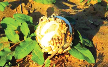 الصورة: صحراء الإمارات بعد المطر.. تنبض بالحياة والهدايا والكنوز الخفية