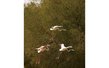 الصورة: الأجنحة الوردية تحلّق في دبي