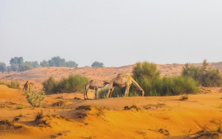 بيئة أبوظبي تعلن بدء موسم رعي الإبل في الإمارة لعام 2026 اعتباراً من اليوم
