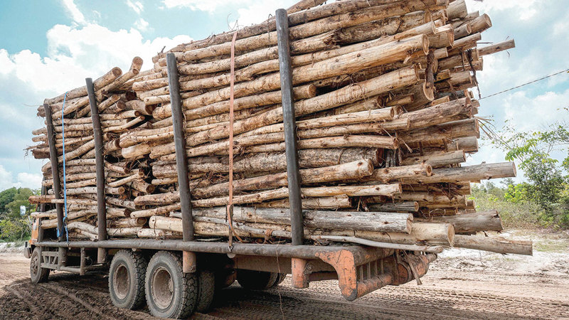 شاحنة محملة بأخشاب في موقع تم إخلاؤه لزراعة أشجار صناعية في وسط إندونيسيا. أ.ف.ب