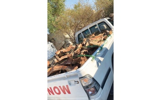 الصورة: احتطاب