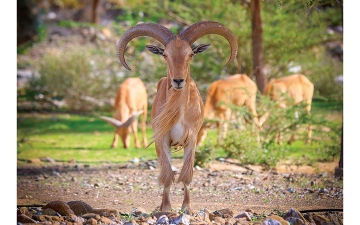 الصورة: من حتا الساحرة