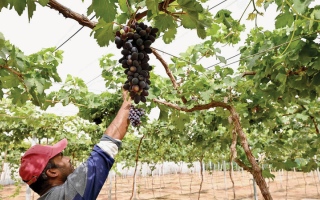 الصورة: عنب الإمارات يثمر نجاحاً وقصة ملهمة يكتبها سالم وسعيد الكعبي
