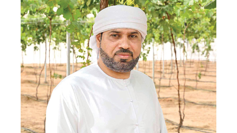 سالم علي الكعبي: اليوم لم يعد هناك شيء مستحيل، فكل شجرة تعطيها حقها من الاهتمام والرعاية ستعطيك بالمقابل إنتاجاً مميزاً، و&laquo;المشروع&raquo; لايزال في بدايته، والطموحات كبيرة.