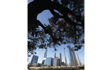 الصورة: أشجار دبي وزهورها