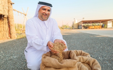 الصورة: مواطن ينجح في زراعة الأرز بأرض الإمارات الطيبة.. ويحصد البسمتي والعنبر