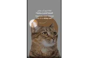 «بلديات أبوظبي» توضح معنى «الآذان المقطوعة» للقطط الضالة «بلديات أبوظبي» توضح معنى «الآذان المقطوعة» للقطط الضالة